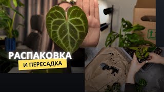 :    Grinoteka        !