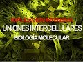 Uniones intercelulares | Histología/Biología molecular
