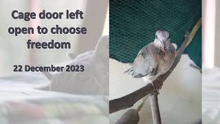 Floki's progress | Rescued Laughing Dove | Namibia