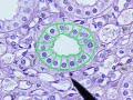 Epithelial Tissue Identification Video