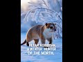 Siberian weasel |Animal#30|  #animals #wildlife #natureshorts #animalshorts #reels #shorts