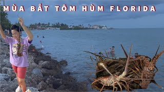 LẶN BIỂN BẮT TÔM HÙM Ở FLORIDA  Lobster Mini Season