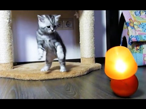 funny cats sleeping in weird positions compilation 2014 funnyplox Cute Kitten confused by lamp, But Mom Cat not