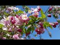 Цветение яблони в мае месяце. Цветущая яблоня! Apple blossom in the month of May.