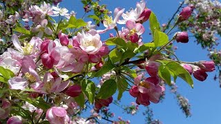 Цветение яблони в мае месяце. Цветущая яблоня! Apple blossom in the month of May.