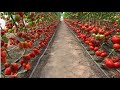 How to Grow Tomatoes in Israel - Amazing Israel Agriculture Technology