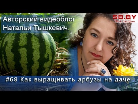 #69 Как выращивать арбузы на даче