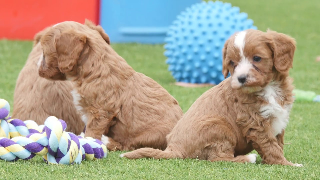 mini cavoodle