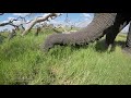 Jabu the elephant eating grass!
