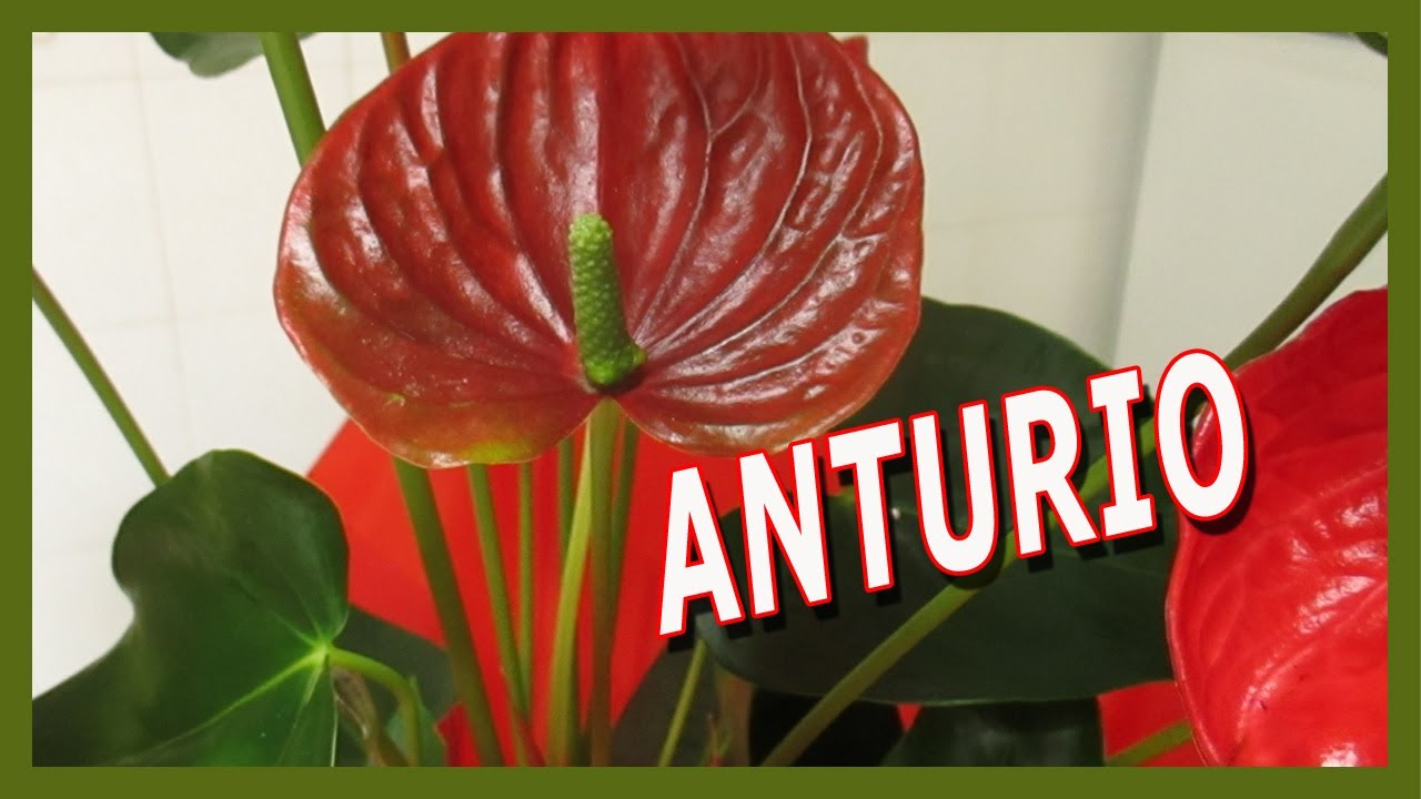 Anthurium Andreanum Tutto Quello Che Dobbiamo Sapere Per Prenderci Cura Di Questa Pianta Youtube