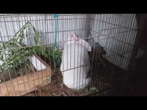 Video: Cách Nuôi Thỏ Tại Nhà