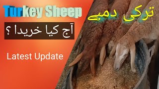 Best Dumba/Sheep Collection In Pakistan | Turkish Dumba In Pakistan 2021 | Abid Hannan Official.