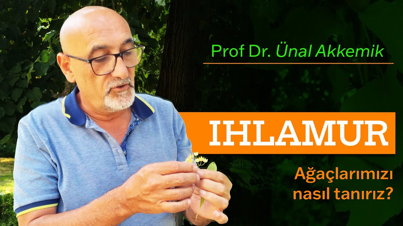 Ağaçlarımızı nasıl tanırız? - IHLAMUR