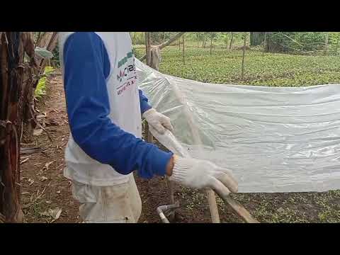 Video: Sungkupan Jerami Untuk Berkebun - Cara Menggunakan Sungkupan Jerami Di Sekitar Tumbuhan Sayuran