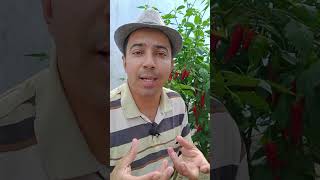 Como Cuidar Da Sua Pimenteira