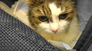 モモ20歳～腎不全ステージ4血液検査結果🙀😹😿～BUN141.3どーにも下がらん!! クリティカルリキッド開始🌟【ノルウェージャンフォレストキャット20歳】