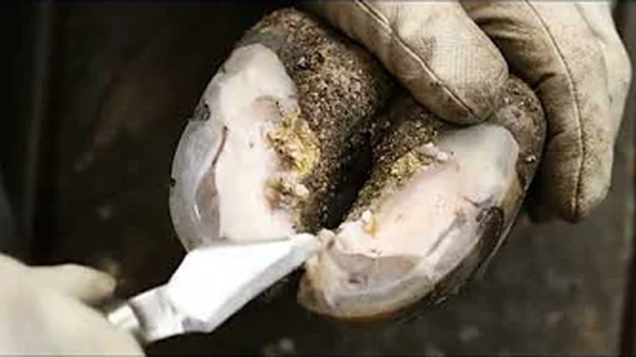 Suffering Cow Can Barely Walk! Urgent Hoof Rescue! 💔🙏