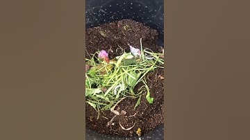 Beginners composting guide