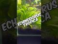 Echinodorus Tropica Care Guide - A Great Beginner-Friendly Option For Planted Aquariums!