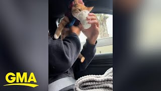 Kitten can’t wait for his ‘pup cup’