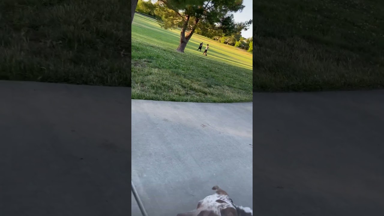 Keep your dog close to you when other dogs are getting closer. On leash interactions= dangerous