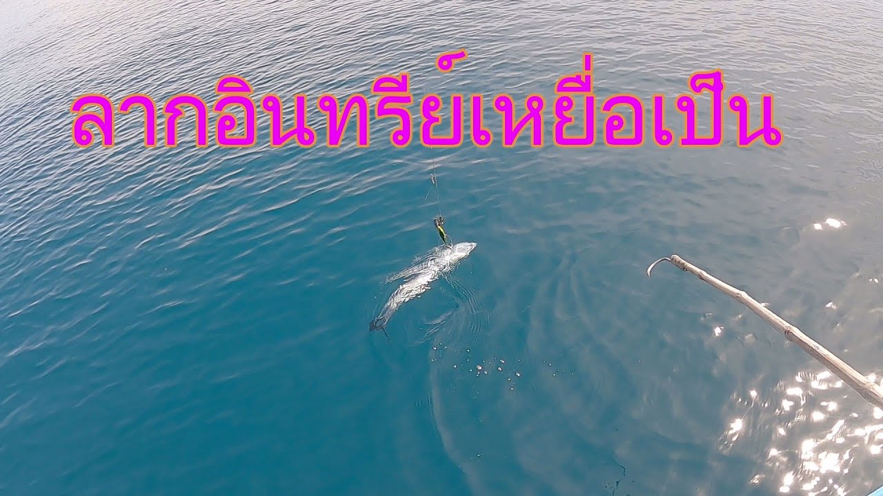 วิธีเกี่ยวเหยื่่อปลาเป็น ลากอินทรีย์ !!!ไม่มีพลาด