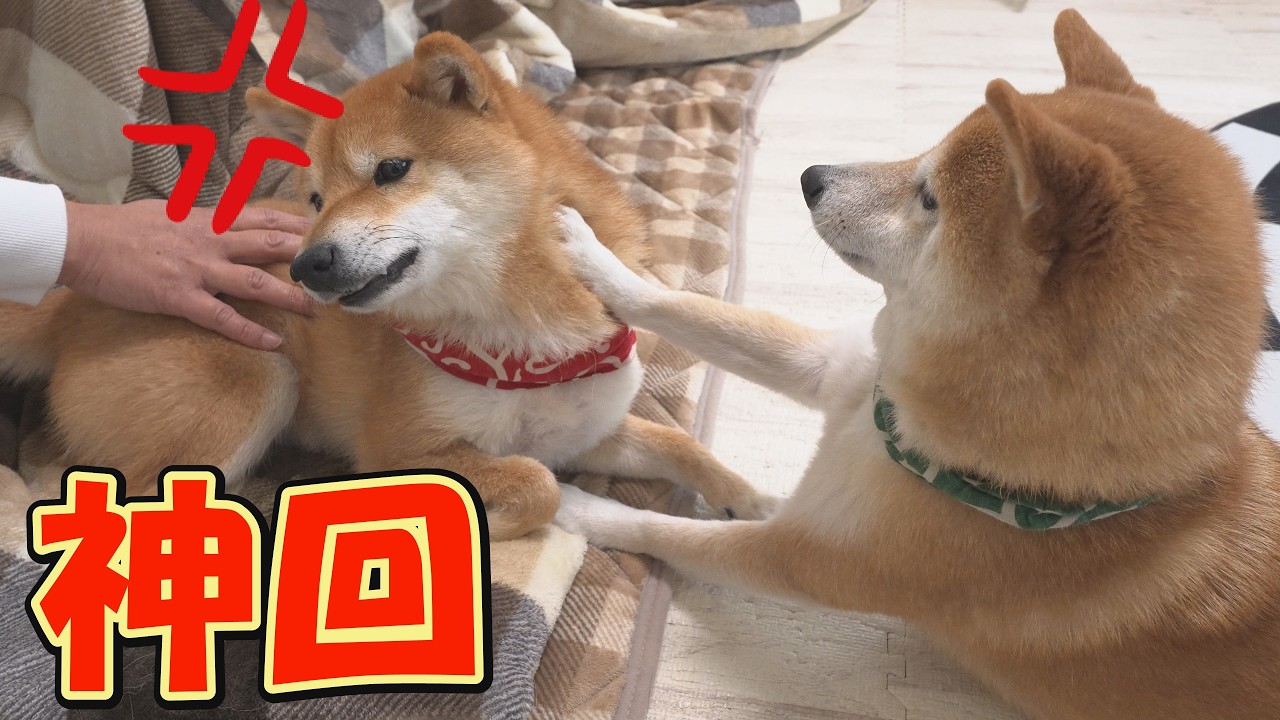 仲良し柴犬♡フライパン 画面右側の柴犬が、戦わずして完膚なきまでに敗北します・・・ - YouTube