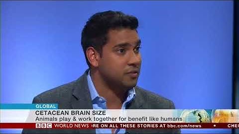 Whales and Dolphins are smarter and more sophisticated than you think