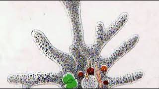 Squamamoebidae | Wikipedia audio article