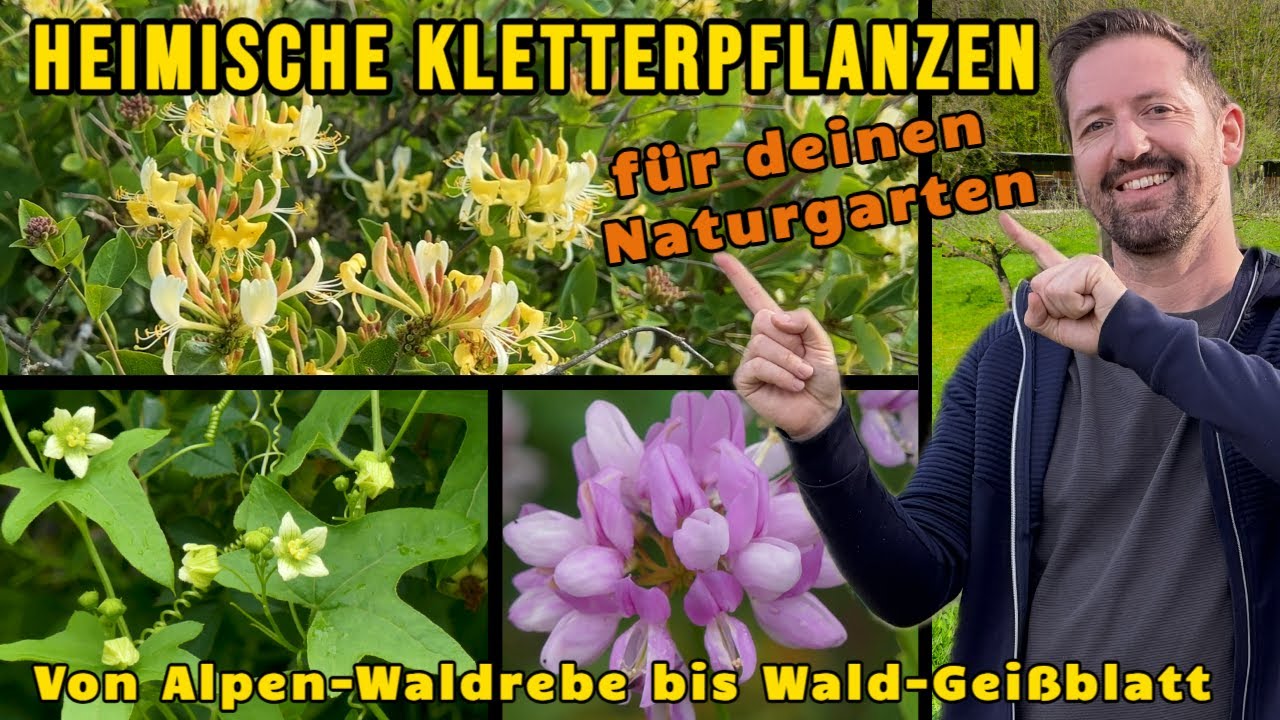 Heimischen Kletterpflanzen: Die 10 besten für den Naturgarten von Alpen-Waldrebe bis Wald-Geißblatt