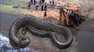 Biggest Python Snake - Giant Anaconda Worlds Biggest Snake Found In Amazon River
