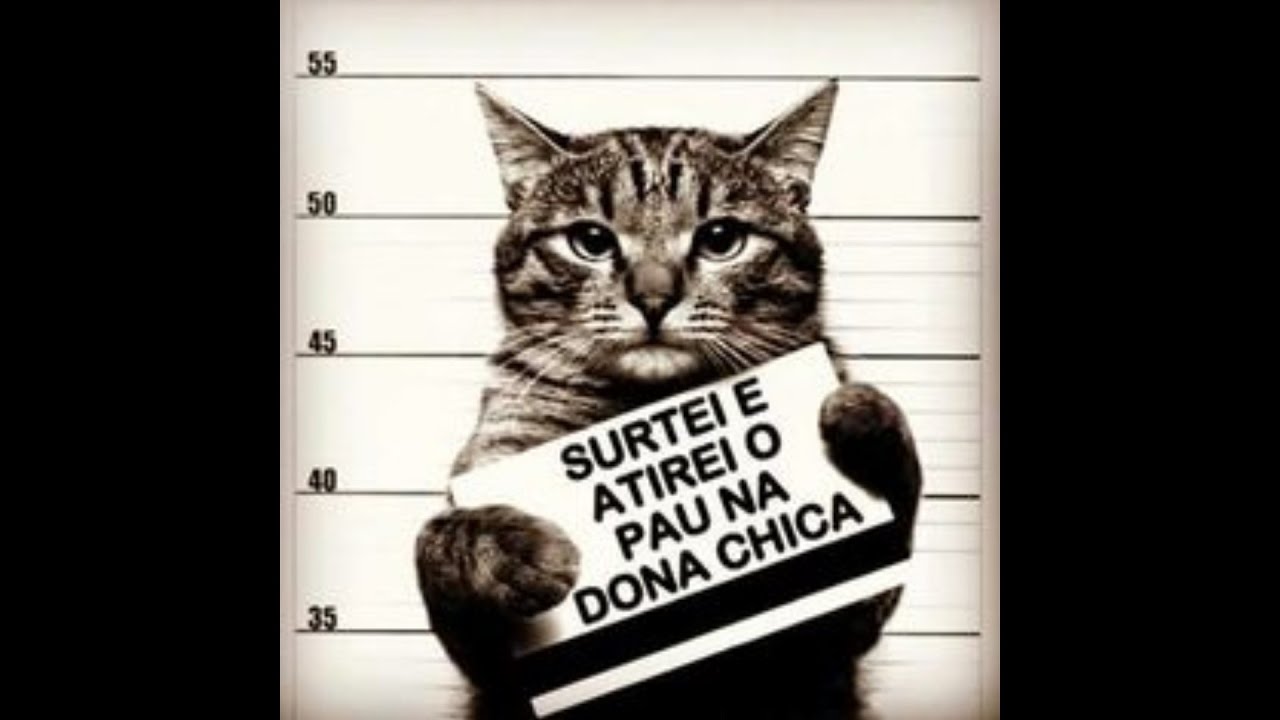 ANIMAIS DA ZUEIRA 1 maxresdefault