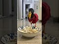 Duck eat noodles #duck #satisfying #funny #cute #shorts