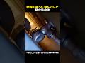 便器の後ろに潜んでいた謎の生命体