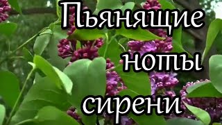 «Пьянящие ноты сирени»- музыка Геннадий Юрьев