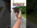 1匹を助けるはずが 13匹に選ばれた日【AIと作った奇跡のBGM】