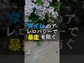 タイムのアレロパシーでクラピアの暴走を防ぐ #Shorts