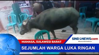 Seekor Kerbau Mengamuk saat Acara Kematian Warga di Mamasa, Sulawesi Barat