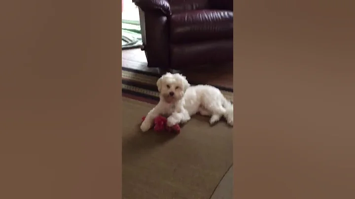 Maura - Maltipoo
