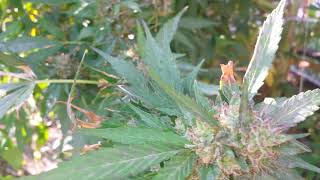 Montreal Cannabis Seeds - Outdoor 2020: Bruce Banner, C99, Blueberry -- Pre-harvest update