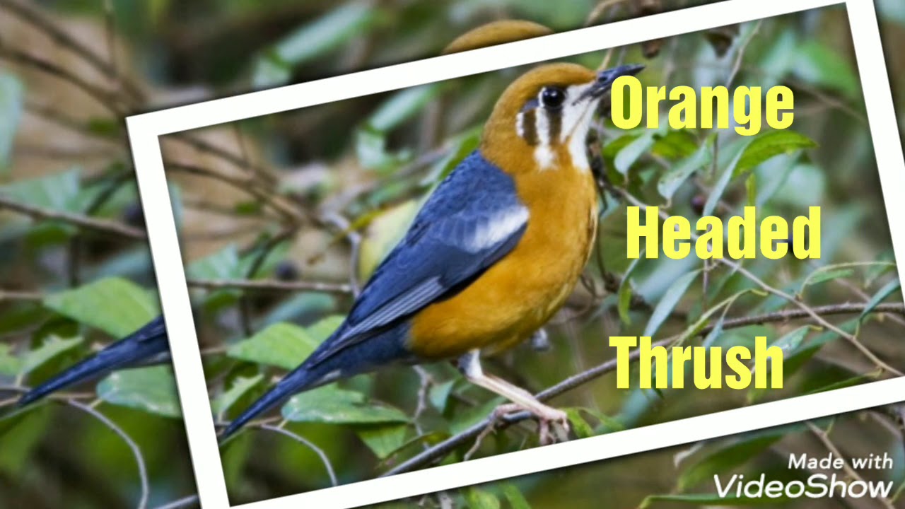 South Indian Birds--01. ಕಿತ್ತಳೆ ತಲೆಯ ಹಾಡುಹಕ್ಕಿ...Orange Headed Thrush
