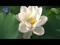 日々呉々と 石川さゆり
