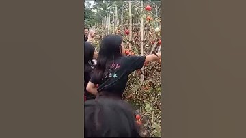 Panen raya tomat gratis