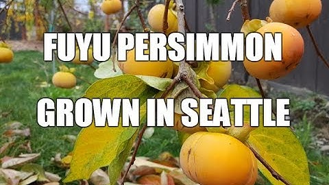 Growing Fuyu Persimmon in Seattle