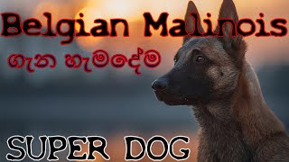 Everything About Belgian Malinois Sinhala | බෙල්ජියන් මැලන්ව ගැන හැමදේම