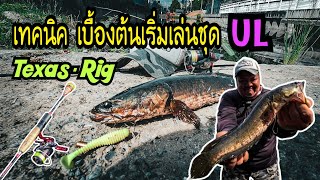 เปิดเทคนิค เริ่มต้นใช้ชุดUL สไตล์ Texas-rig ปลาช่อนข้างทาง #น้าติงตลิ่ลลั่น #เพื่อนน้า #ชง #ตกปลา