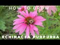 Complete guide to purple coneflower  echinacea purpurea