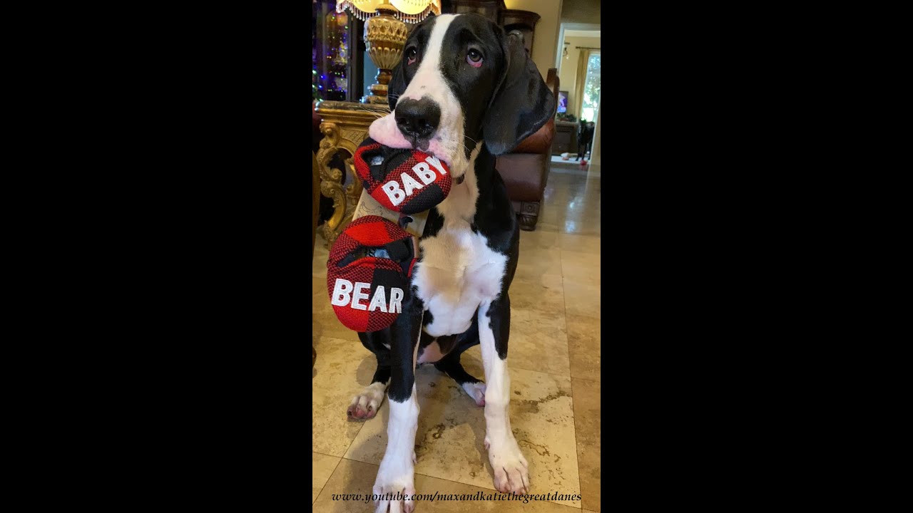 Funny Great Dane Puppy Swipes Baby Boots Christmas Gift