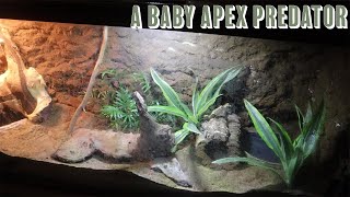 Creating a Terrarium for a baby APEX PREDATOR!