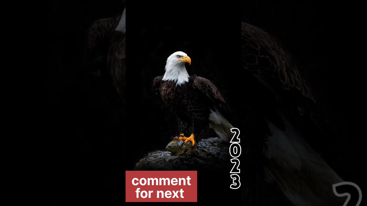 2023 Eagle ।। 1500 bce Eagle ।। wild animals old pic ।। 